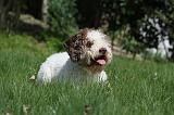 LAGOTTO 005